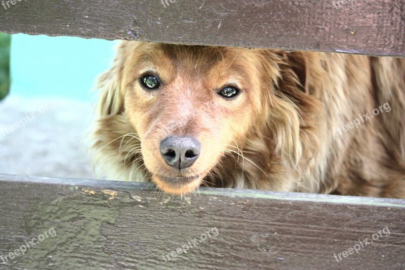 Dog Fur Animals Snout The Nose