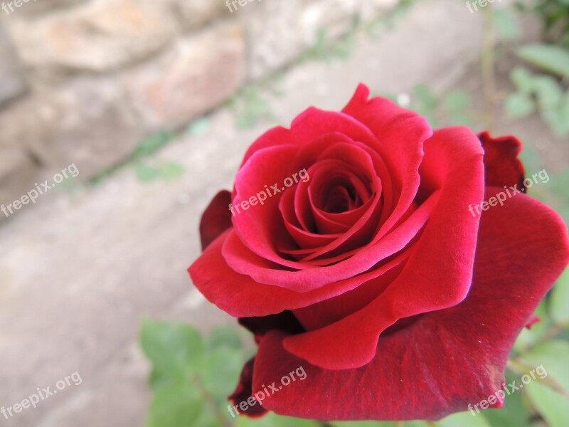 Rose Passion Love Feeling Red