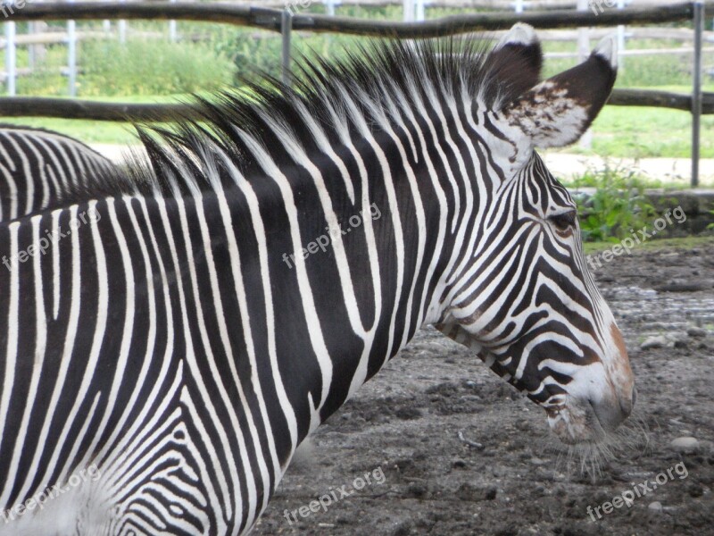 Zebra Striped Black And White Head Front Piece