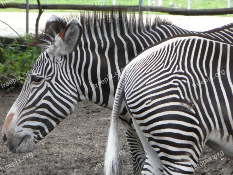 Front Piece Rump Front And Rear Striped Black And White