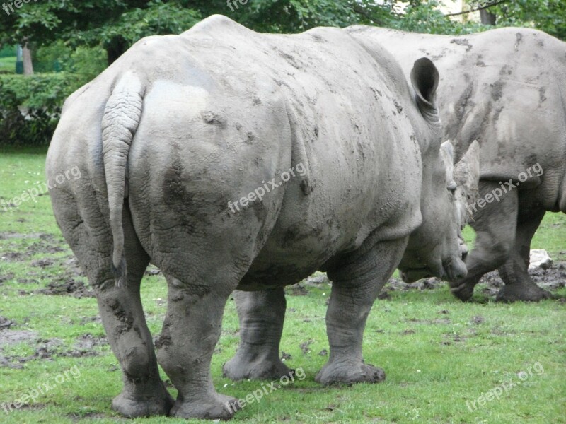 Rhino Rhinoceros Zoo Rump Free Photos