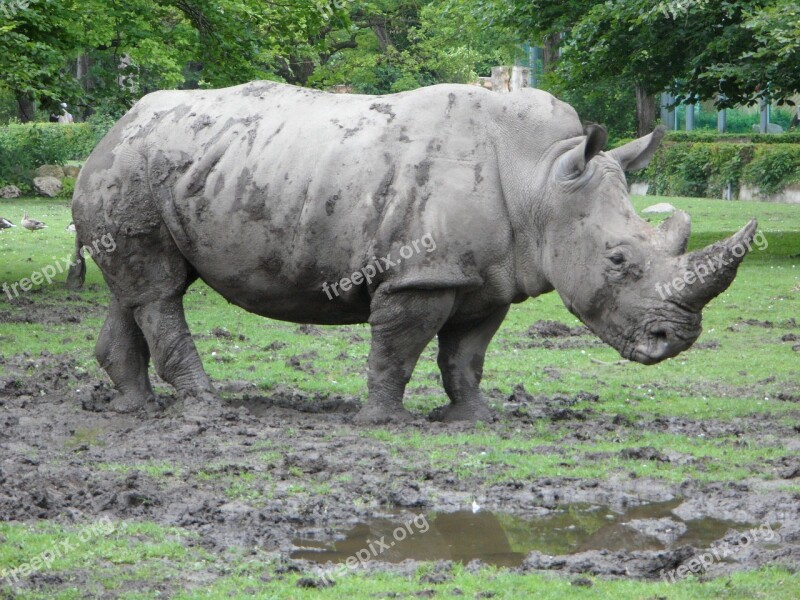 Rhinoceros Rhino Zoo Free Photos