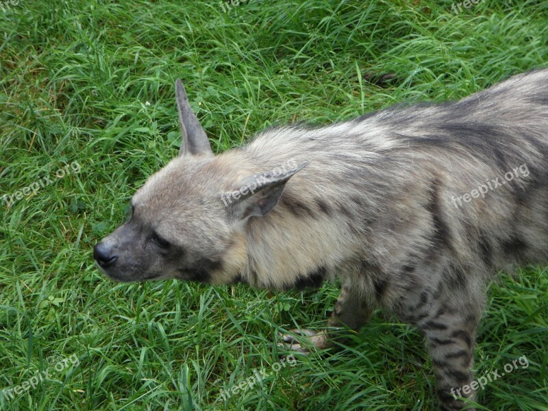 Hyena Zoo Animal Lurking Mindful