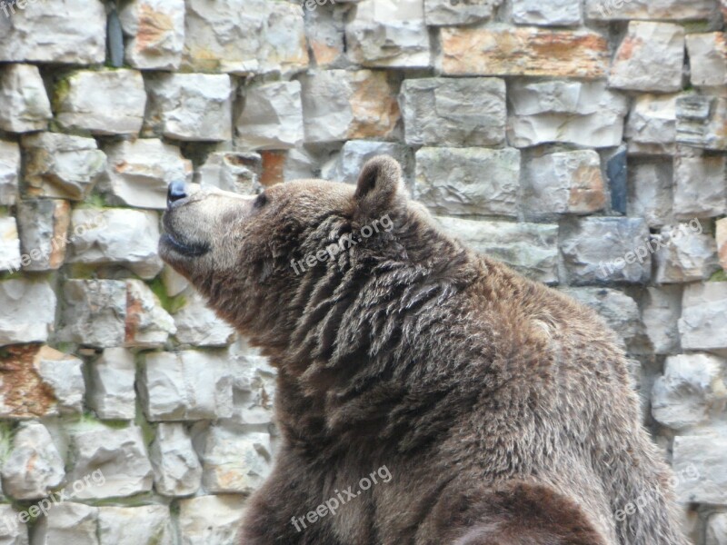 Bear Brown Bear Teddy Zoo Grizzly