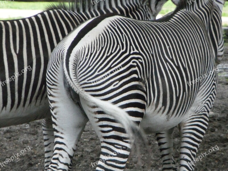 From The Rear Rump Zebras Zebra Tail