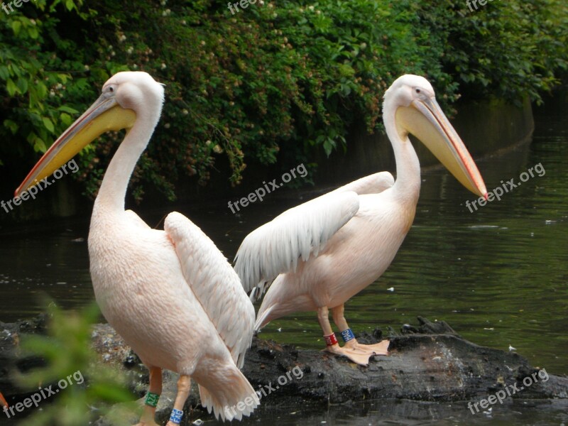 Pink Pelican Pelikan Pink Bird Animal