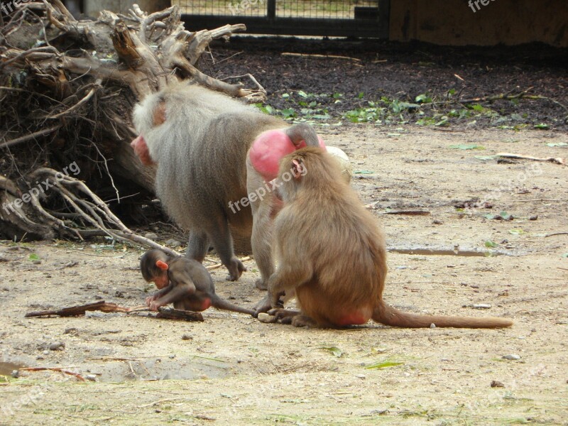 Ape Baboons Family Monkey Family Monkey