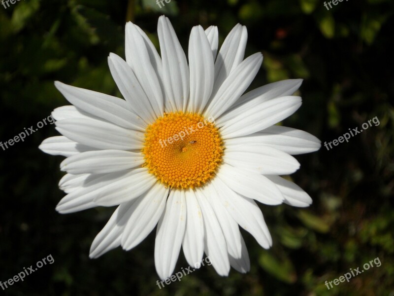 Marguerite Flower Bloom Blossom Bloom