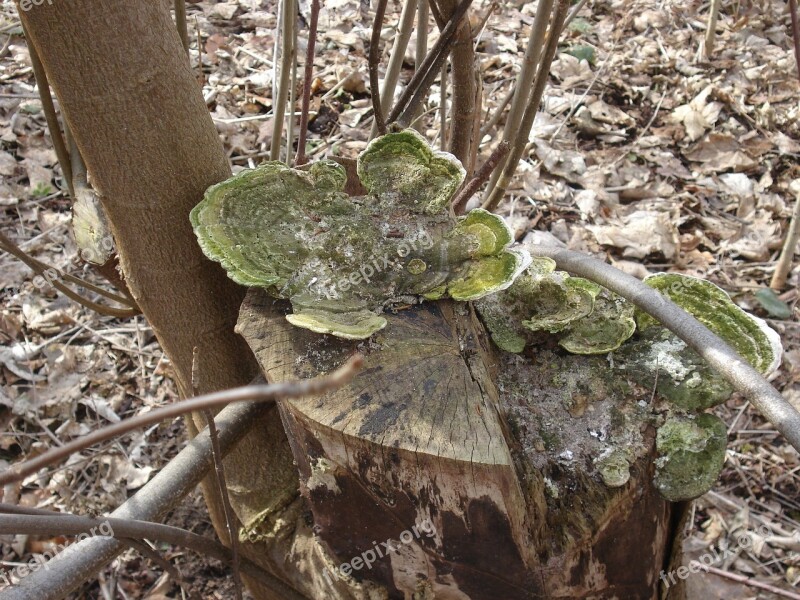 Tree Fungus Nature Mushrooms Light Brown Bark