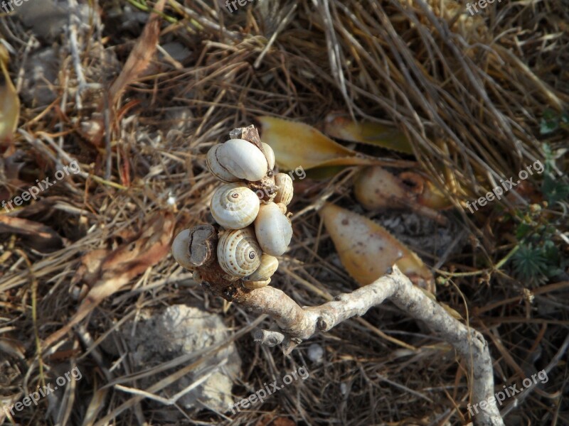 Snails Shell Snail Shells Loading Eng