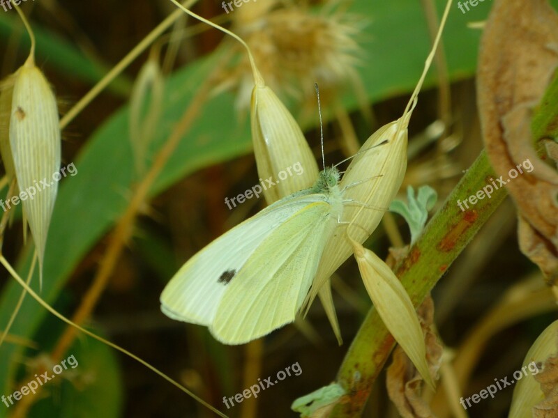 Mimicry Butterfly Piéris Brassicae The Cabbage Butterfly