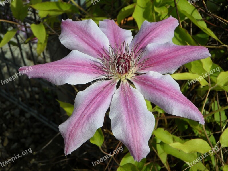 Clematis Blossom Bloom Bloom Flower