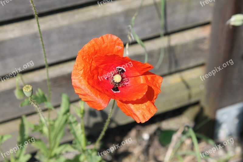 Poppy Flower Summer Free Photos