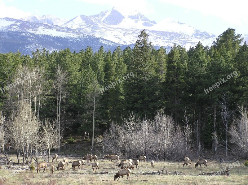 Colorado Mountains Landscape Scenic Elk