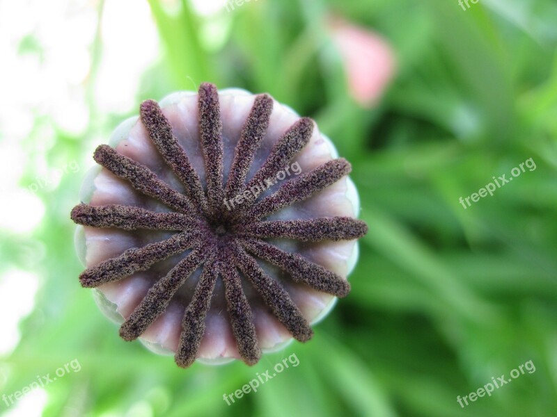 Poppy Summer Flower Macro Faded