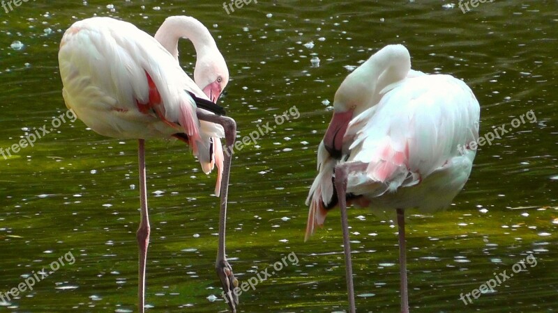 Flamingos Birds Pink Animal Water Bird