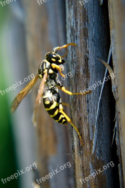 French Wasps Insects Wasp Macro Free Photos