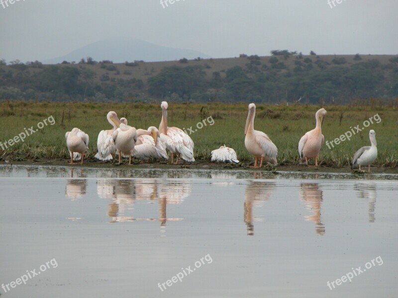 Africa Safari Birds Water Bath