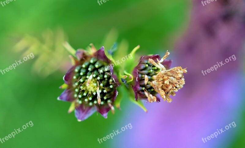 Lila Flower Garden Lilac Nature