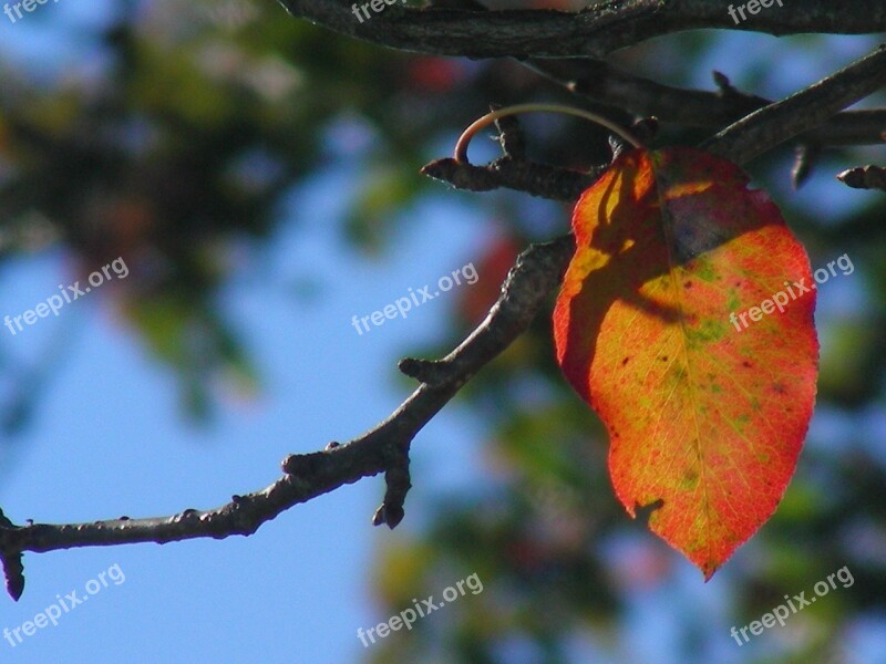 Leaf Autumn Colorful Colored Nature