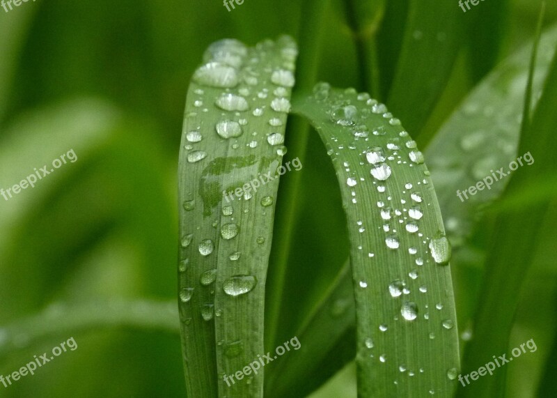 Green Grass Nature Garden Rain Drops