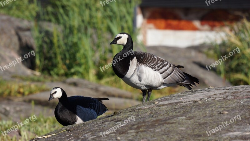 Goose Barnacle Goose Branta Leucopsis Couple Free Photos