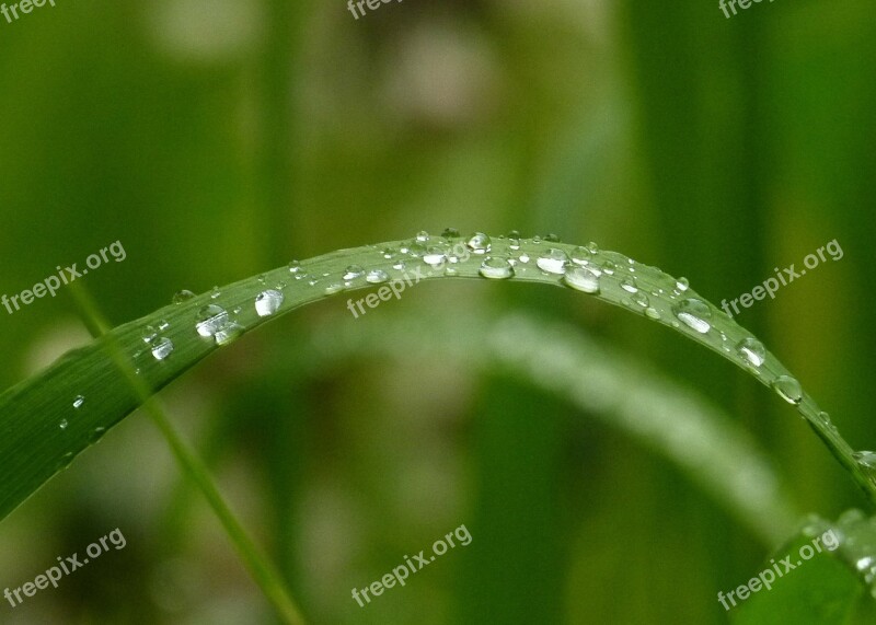 Green Grass Nature Garden Rain Drops