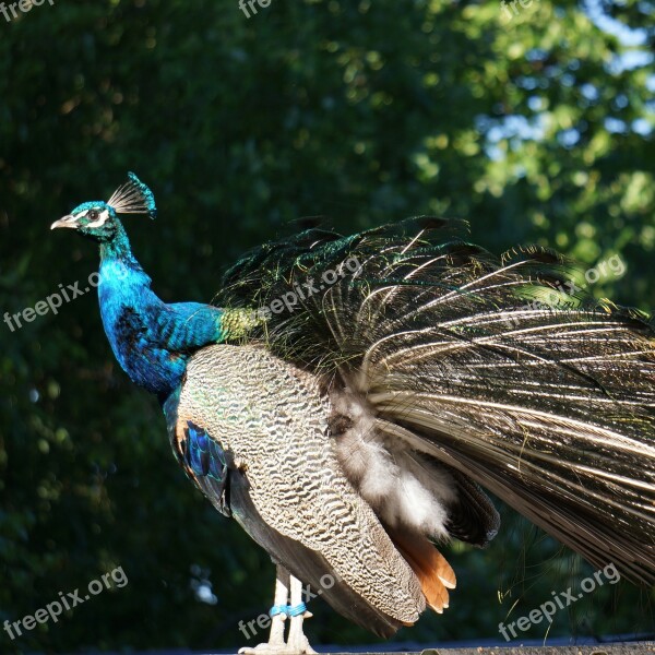 Pavo Cristatus Peacock Rise From The Ashes Themselves Feathers Elevated Free Photos