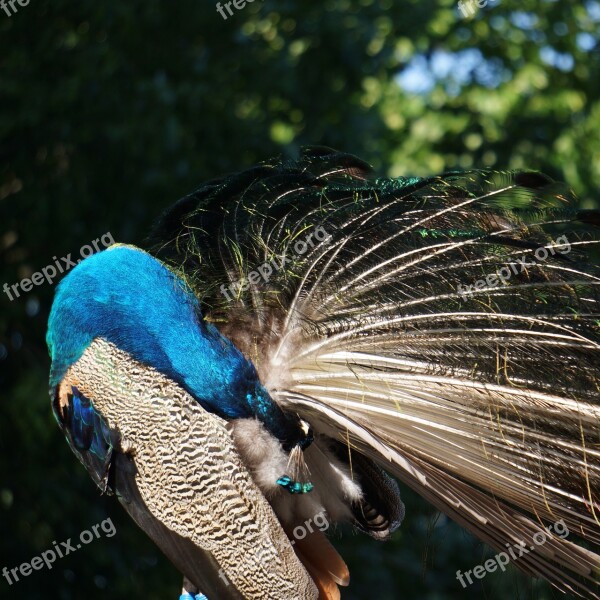 Pavo Cristatus Peacock Male Clean Themselves End Of The Tail Below