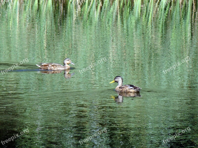 Duck Wild Ducks Pond Lake Reeds