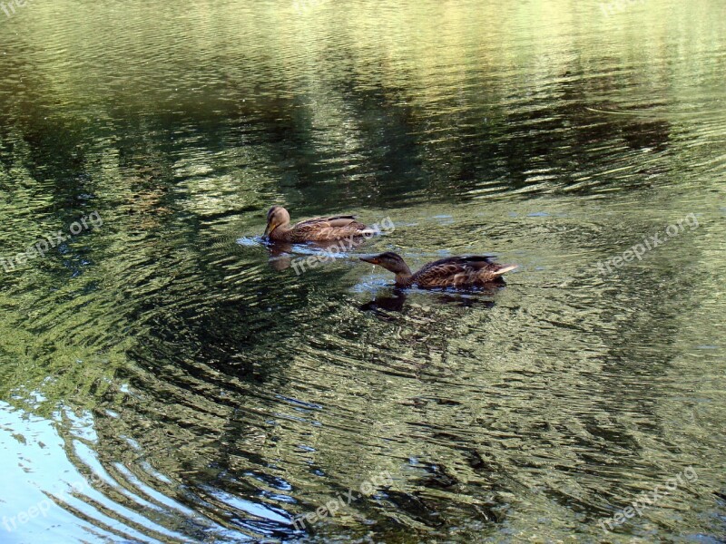 Duck Wild Ducks Pond Lake Reflection