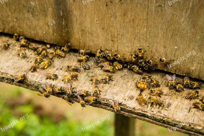 Bees Beekeeping Insect Honey Bee Worker