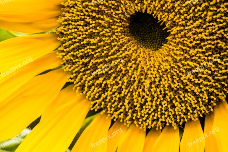 Sunflower Sunflower Seeds Plants Petals Yellow