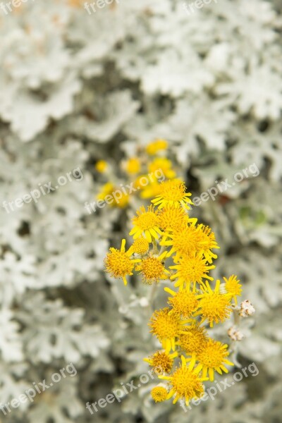 Flowers Frost Yellow White Grey