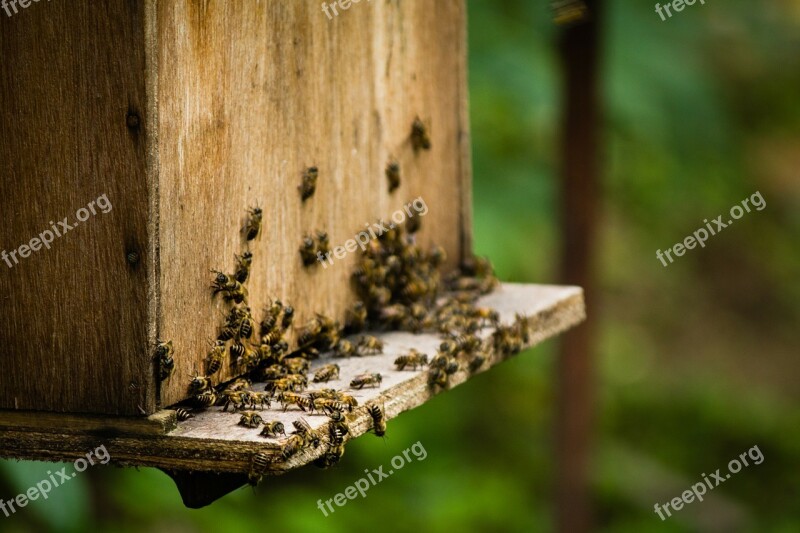 Bees Beekeeping Insect Honey Bee Worker