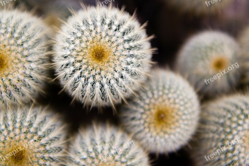 Cactus Thorns Plant Garden White