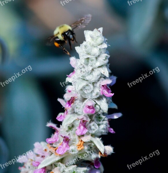 Lambs Ear Stachys Byzantine Stem Flower Spike Small Pink Flowers