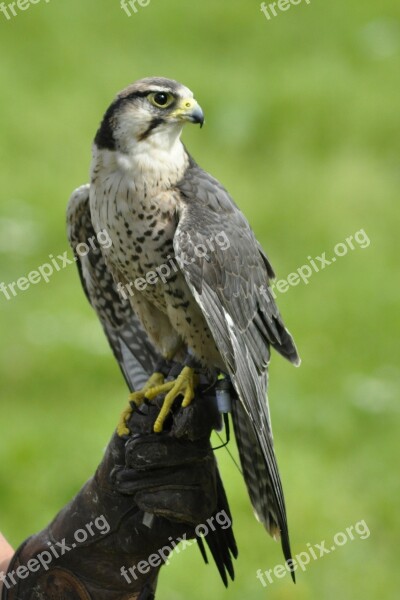 Bird Falk Gyr Falcon Animals Free Photos