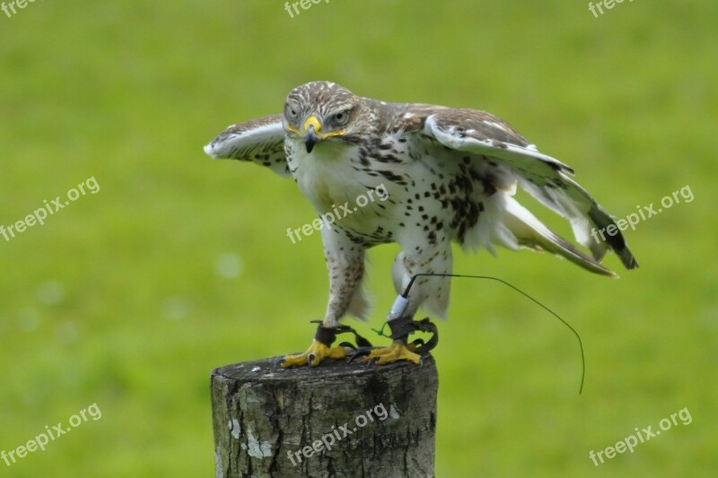 Animals Bird Falk Gyr Falcon Free Photos