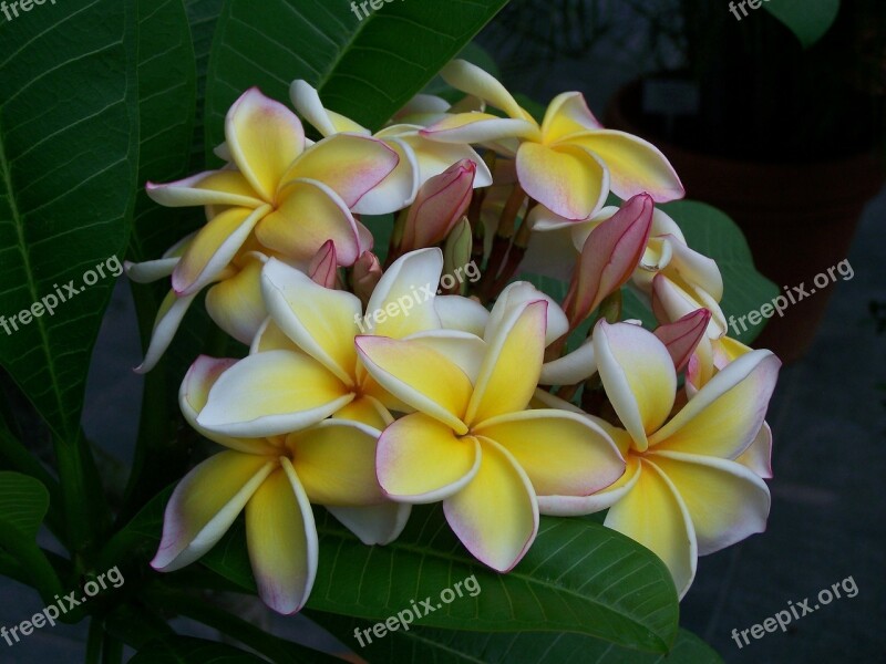 Temple Tree Blossom Bloom Nature Plant