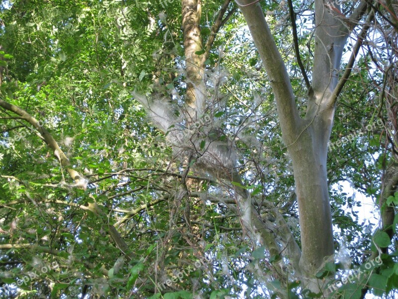 Ermine Tree Nature Free Photos