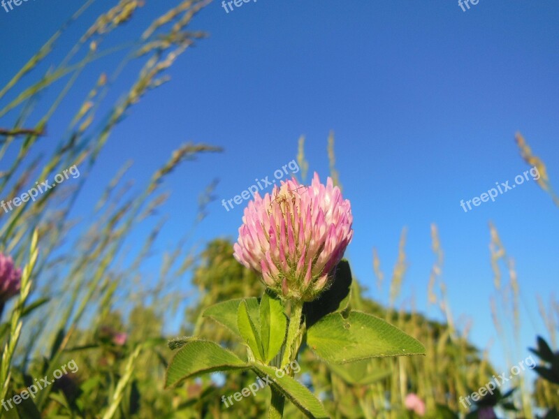 Trifolium Pratense Clover Flower Red Clover Close-up Flowers