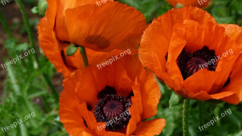 Poppies Mohngewaechs Orange Nature Plant