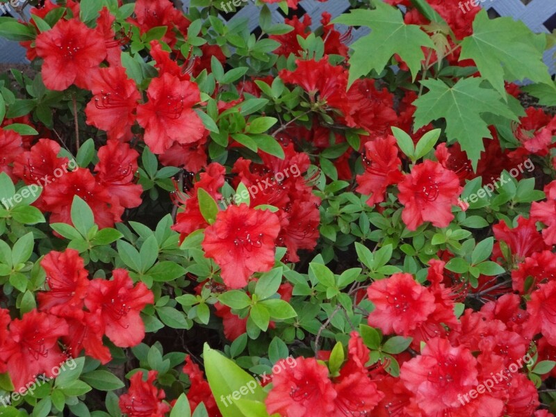 Red Flowers Flower Red Flower Flowers Red