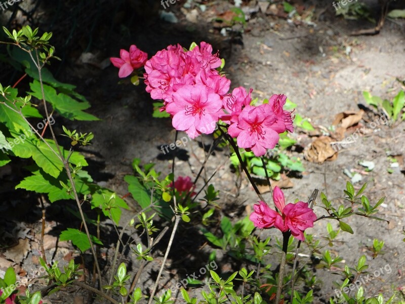 Flowers Pink Spring Rose Flower