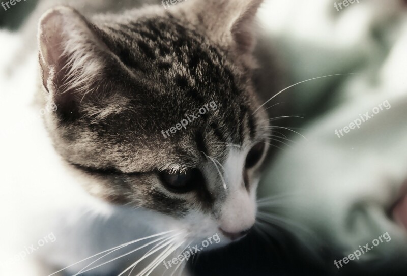 Cat Portrait Head Close-up Feline