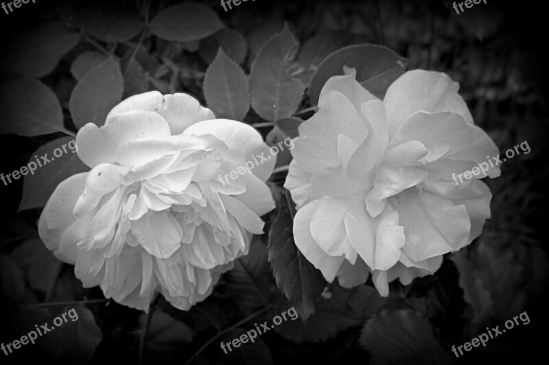 Flower Roses Black And White Free Photos