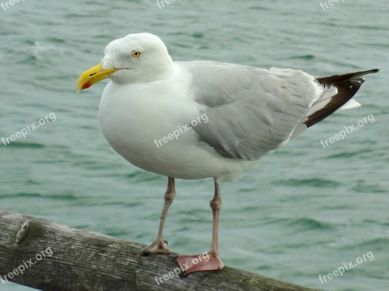 Gull Seagull Bird Sea Animal