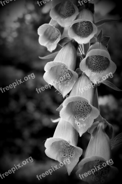 Thimble Flora Bell Flower Free Photos