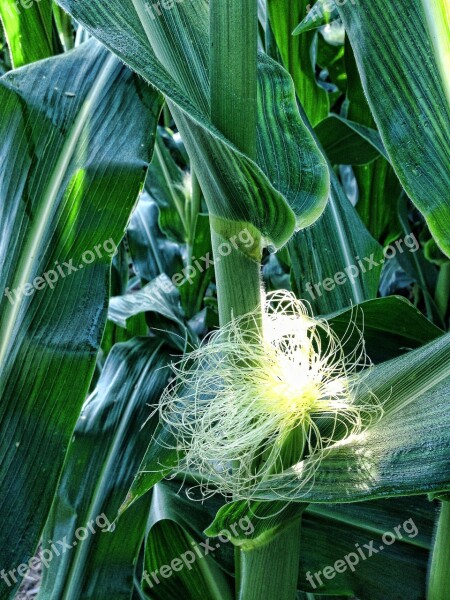 Corn Silk Ears Cob Hair